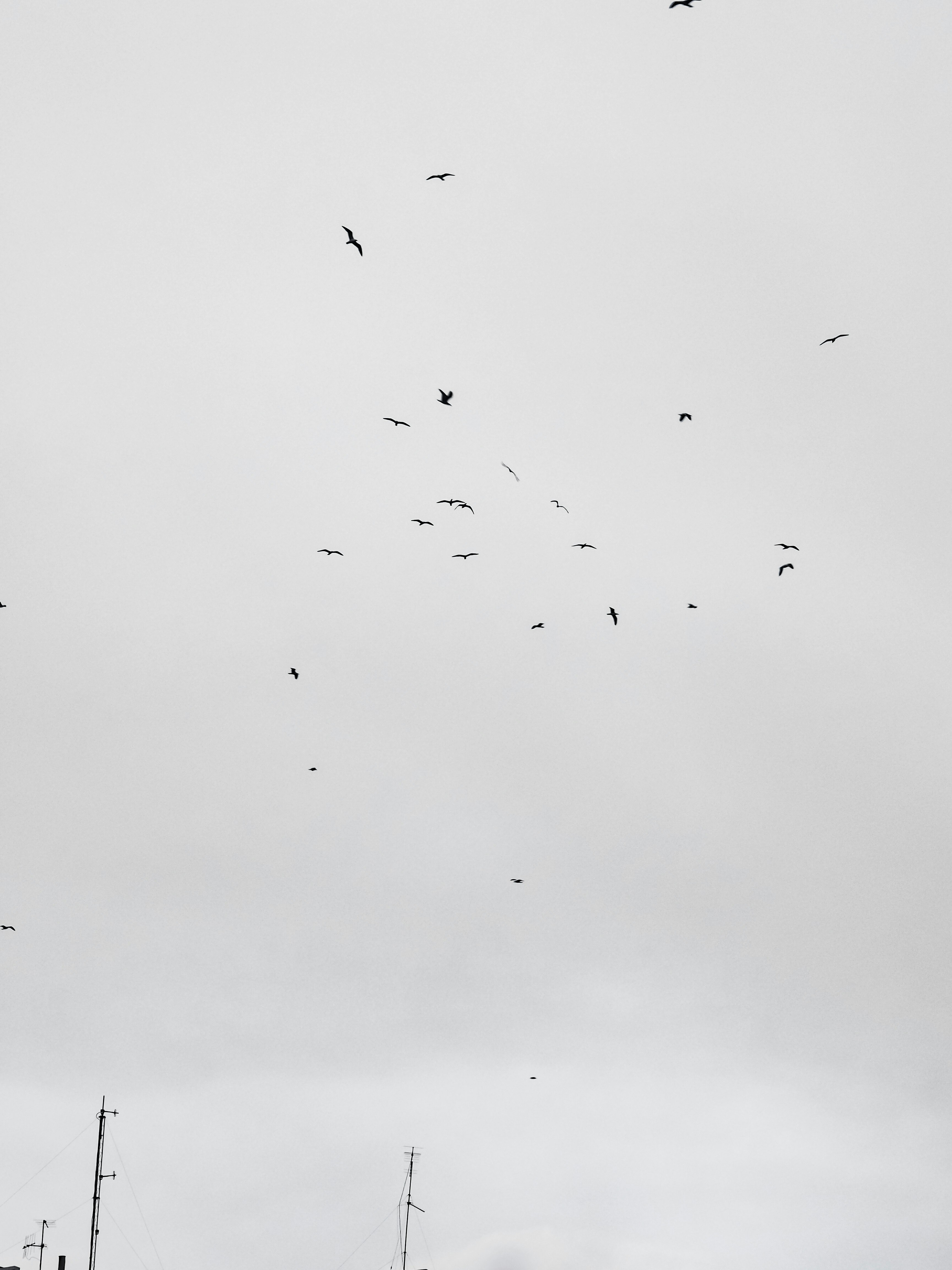 flock of birds flying during daytime